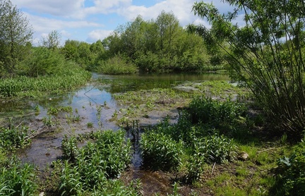 Низинное болото на месте зарастающей старицы