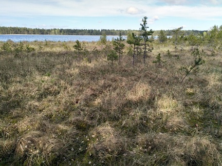 Озеро и верховое болото в Финляндии
